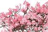 Flowering cherry blossom tree