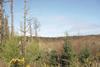 Degraded forest and scrubland west of Llyn Llwydiarth