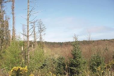 Degraded forest and scrubland west of Llyn Llwydiarth